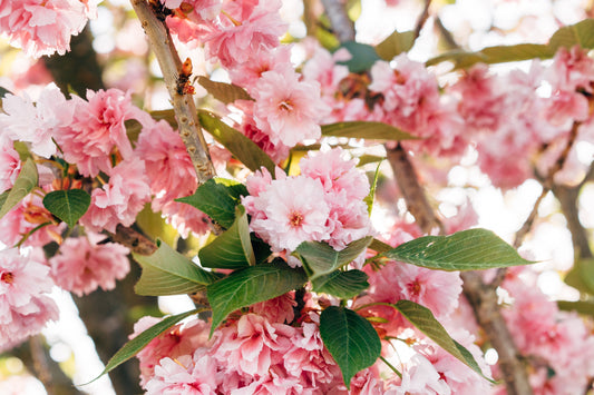 The picture here showcases a group of cherry blossoms. Its pink flower blossoms are in full bloom.