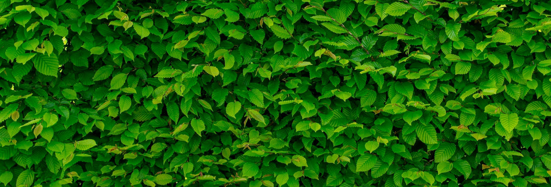 This is a picture of leaves covering an entire wall. The leaves form a dense brush of green.