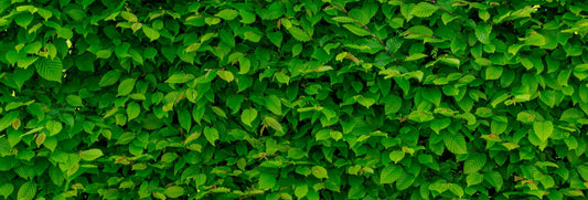 This is a picture of leaves covering an entire wall. The leaves form a dense brush of green.