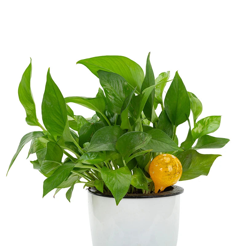 Glass Watering Globes - 5 Pack, Various Colors, Self-Watering