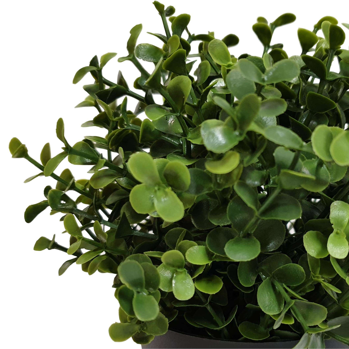 a close up on the buxus' leaves