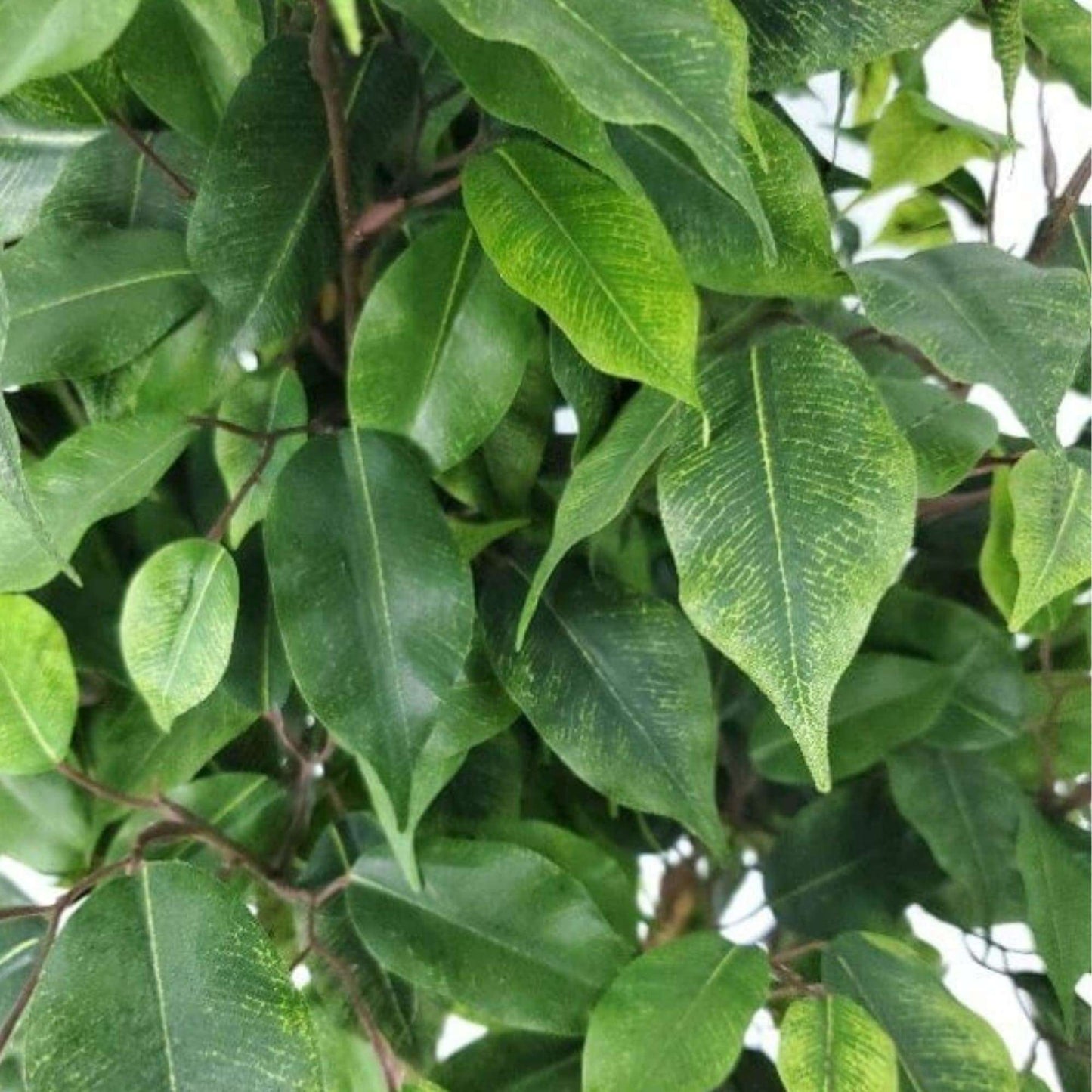 Artificial Ficus Tree - 5.2 ft Tall, Pot Included