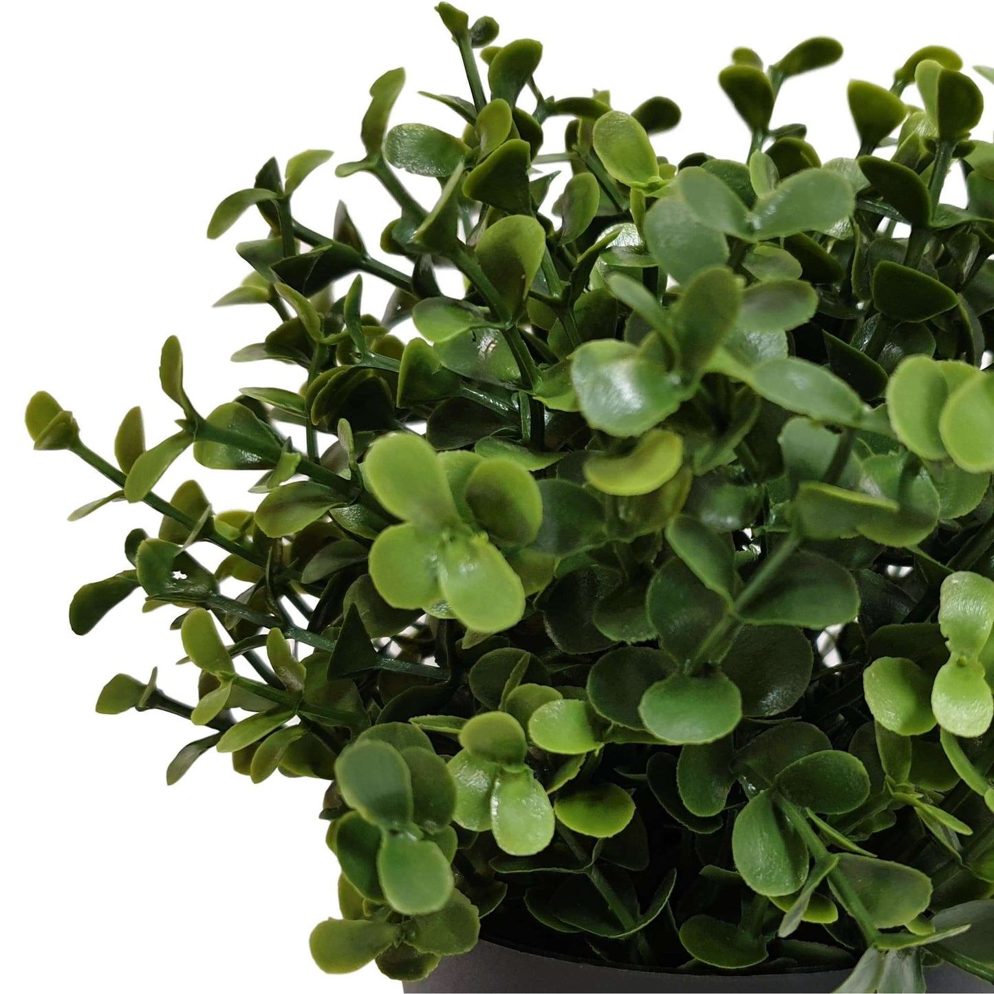 Artificial Buxus Plant - UV Treated, Black Pot Included