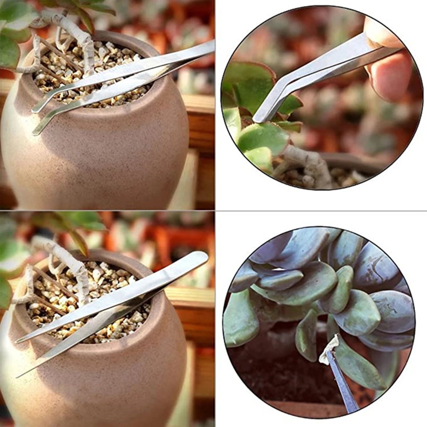 12-in-1 Succulent Gardening Kit