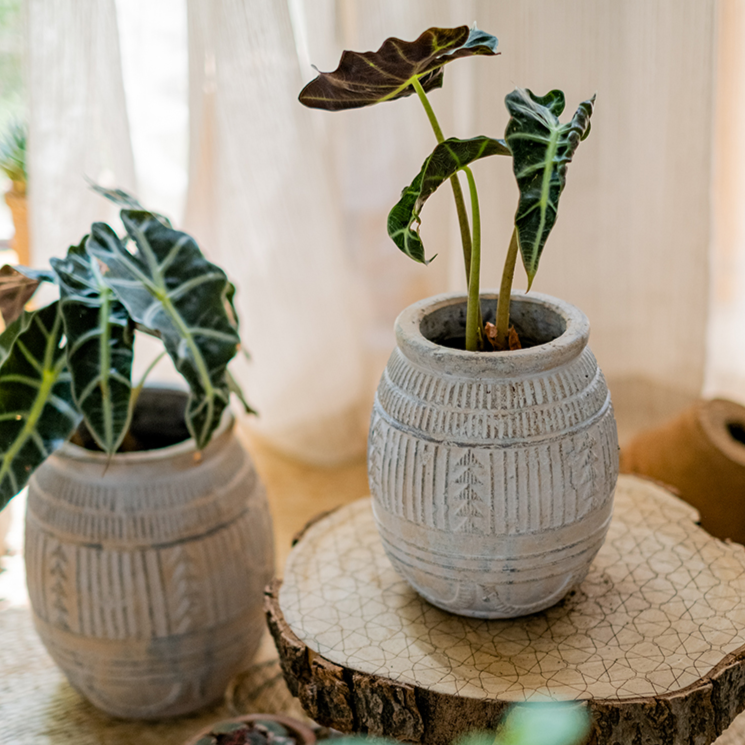Terracotta Plant Pot - Available in 6.1" W or 7.8" W, for Medium Sized Plants, Indoor / Outdoor Use