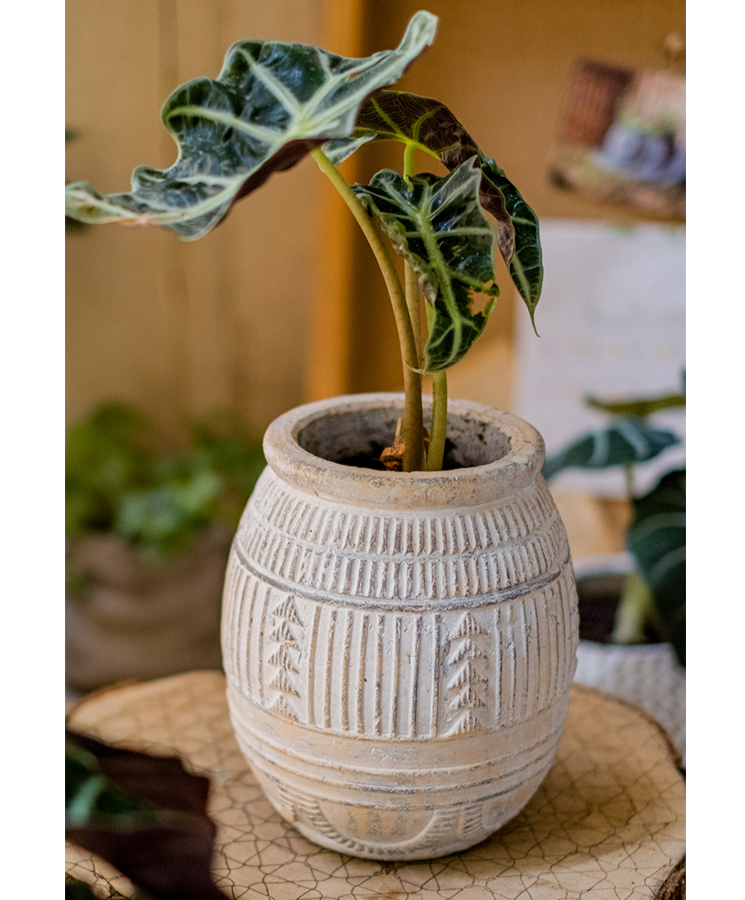 Terracotta Plant Pot - Available in 6.1" W or 7.8" W, for Medium Sized Plants, Indoor / Outdoor Use