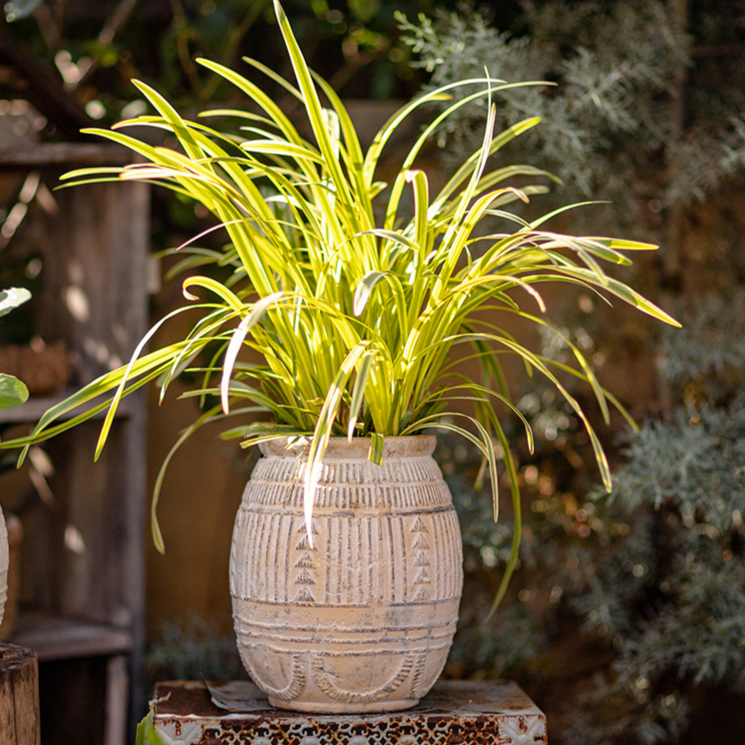 Terracotta Plant Pot - Available in 6.1" W or 7.8" W, for Medium Sized Plants, Indoor / Outdoor Use