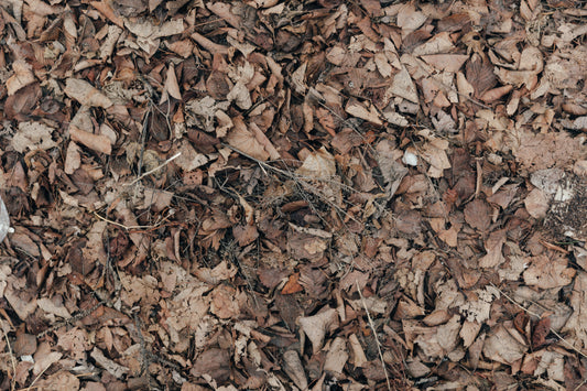 How To Reuse Yard Waste Like Leaves