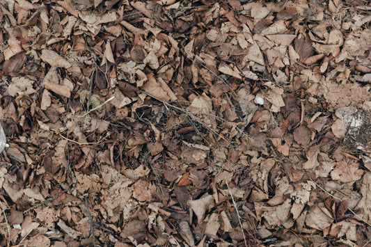 Dried leaves fallen on the ground