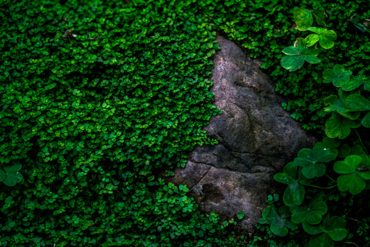 The picture here shows a dense clover patch. The lush greenery of the clover plant is slowly overtaking a large rock.