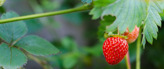 The picture here shows a matured strawberry plant, with its lush, red fruit ready to be harvested.