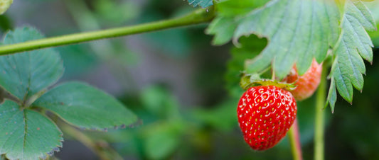 The picture here shows a matured strawberry plant, with fruit ready to be harvested.