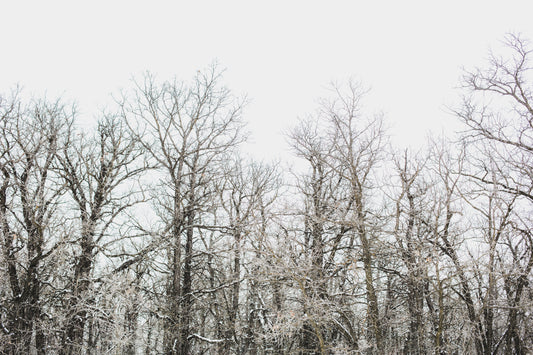 The picture shows a small forest of trees without their leaves.