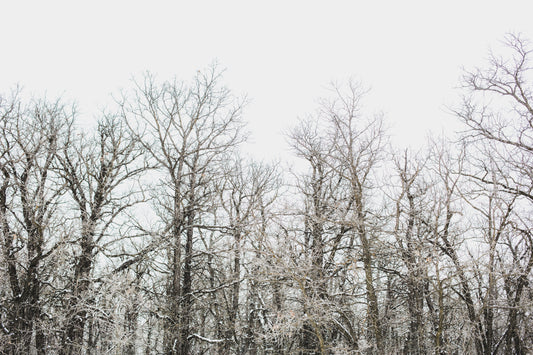 The picture shows a small forest of trees during the winter. The trees are standing bare and without their leaves.