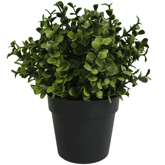 Artificial Buxus Plant - UV Treated, Black Pot Included