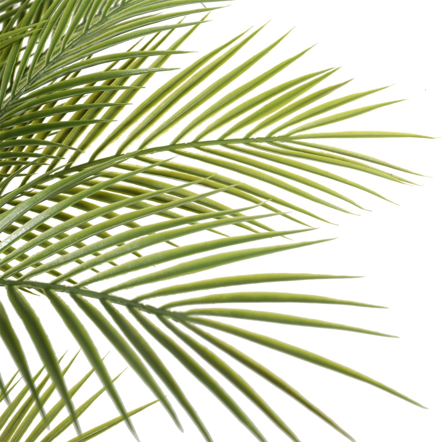 a close up on the palm fronds of the tree