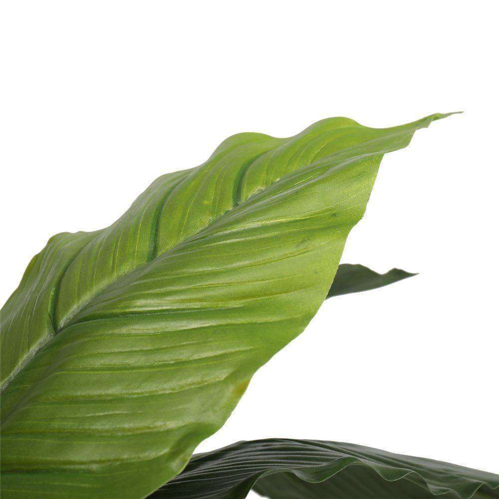 a close up on a leaf