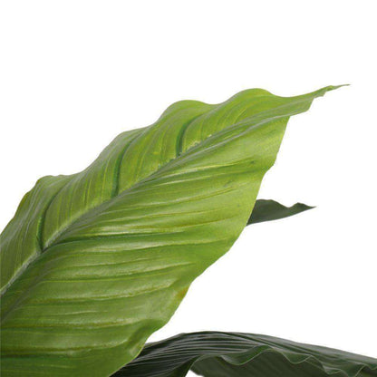 a close up on a leaf