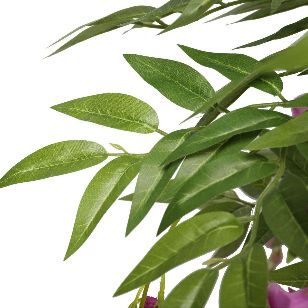 a close up on wisteria leaves
