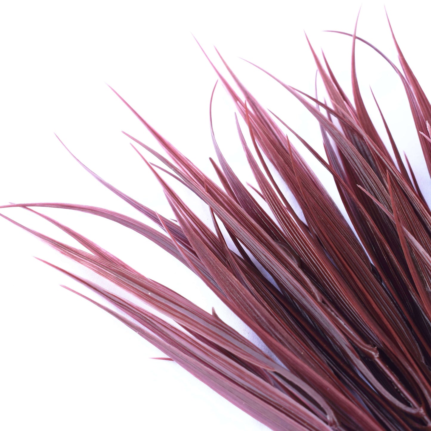 a close up on the blades of grass