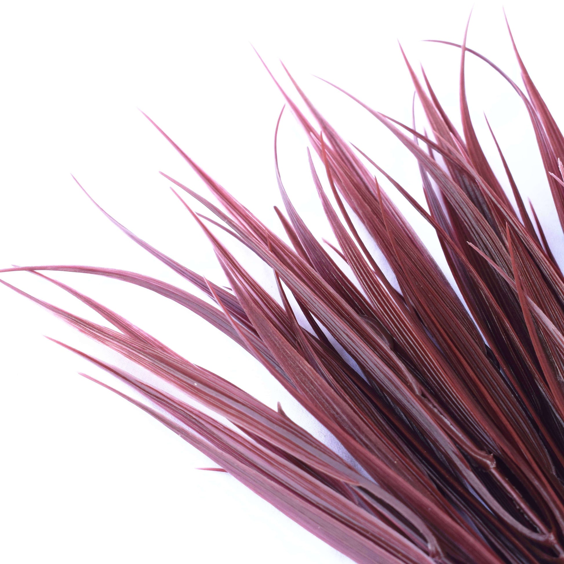 a close up on the blades of grass