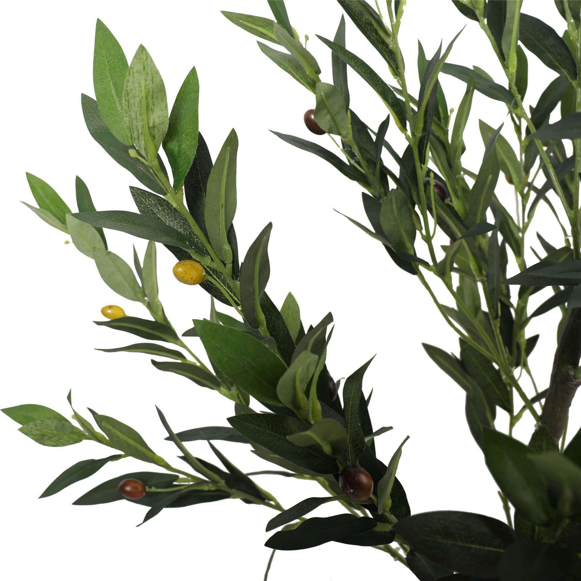 a close up on olives and branches