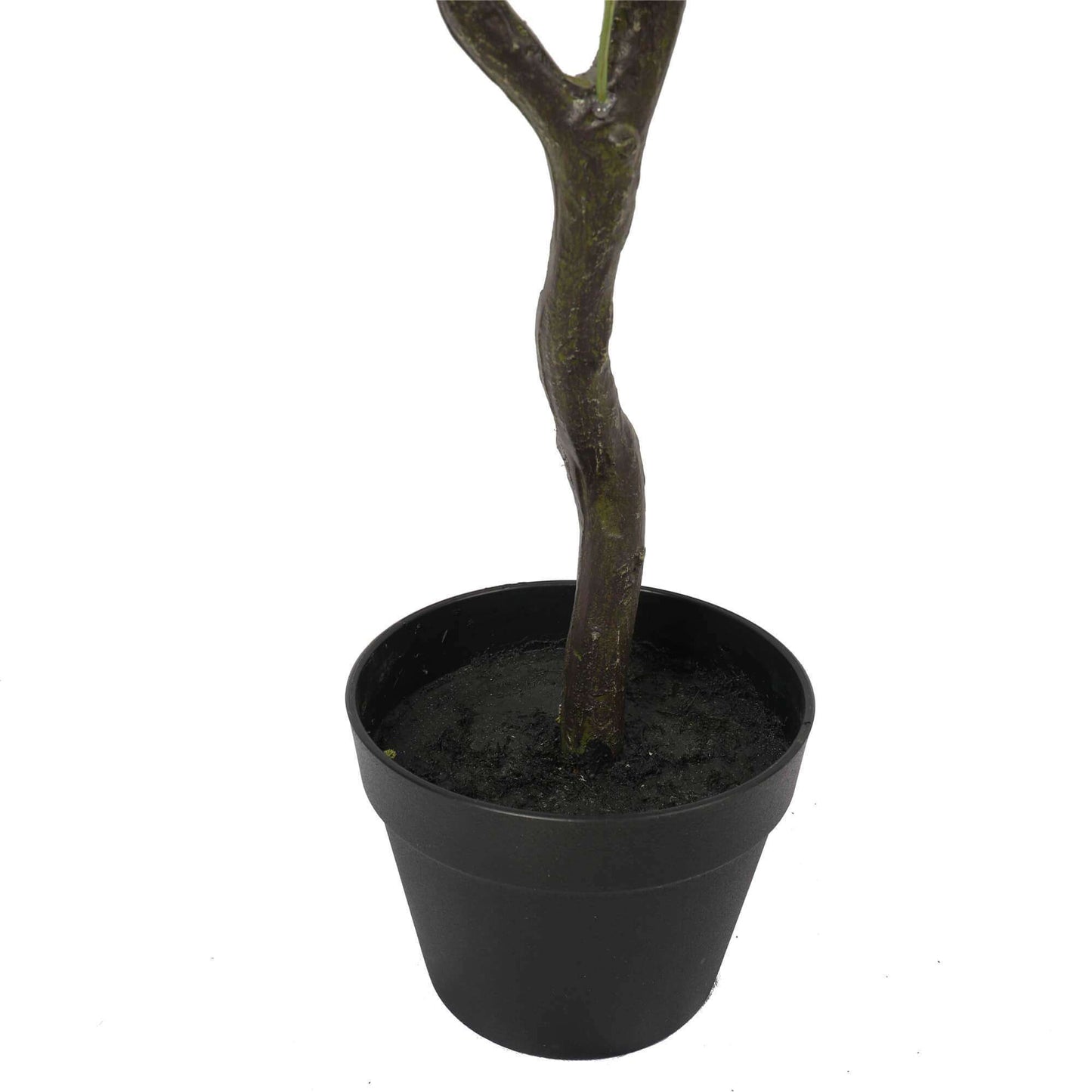 a close up on the pot and trunk