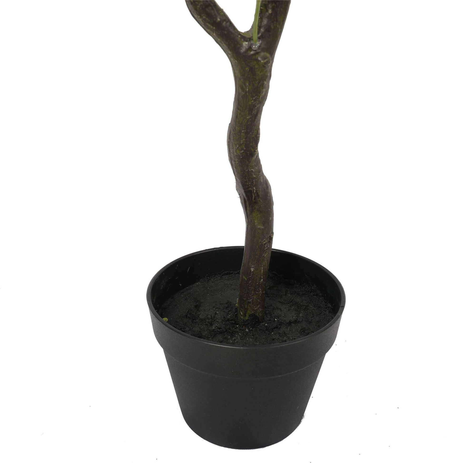 a close up on the pot and trunk