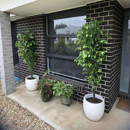 ficus trees showcased outdoors