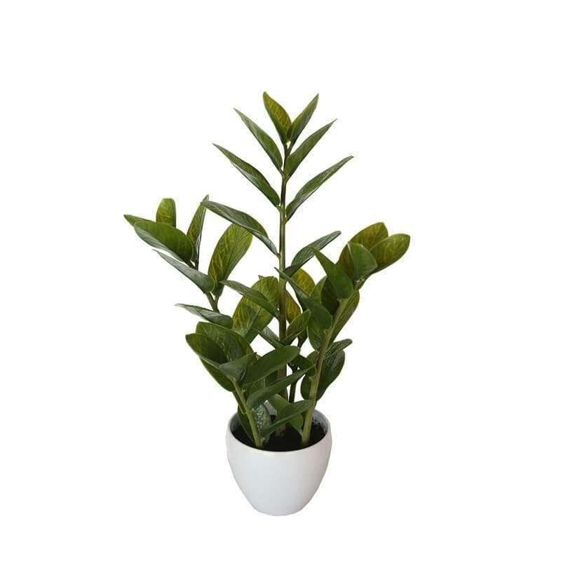 a potted zanzibar plant