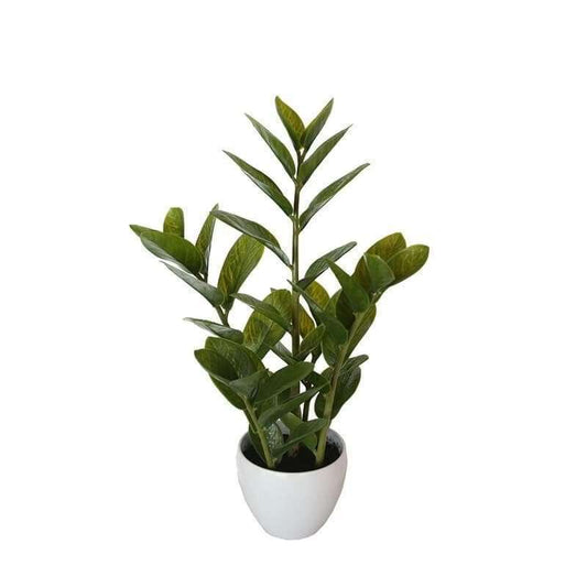a potted zanzibar plant