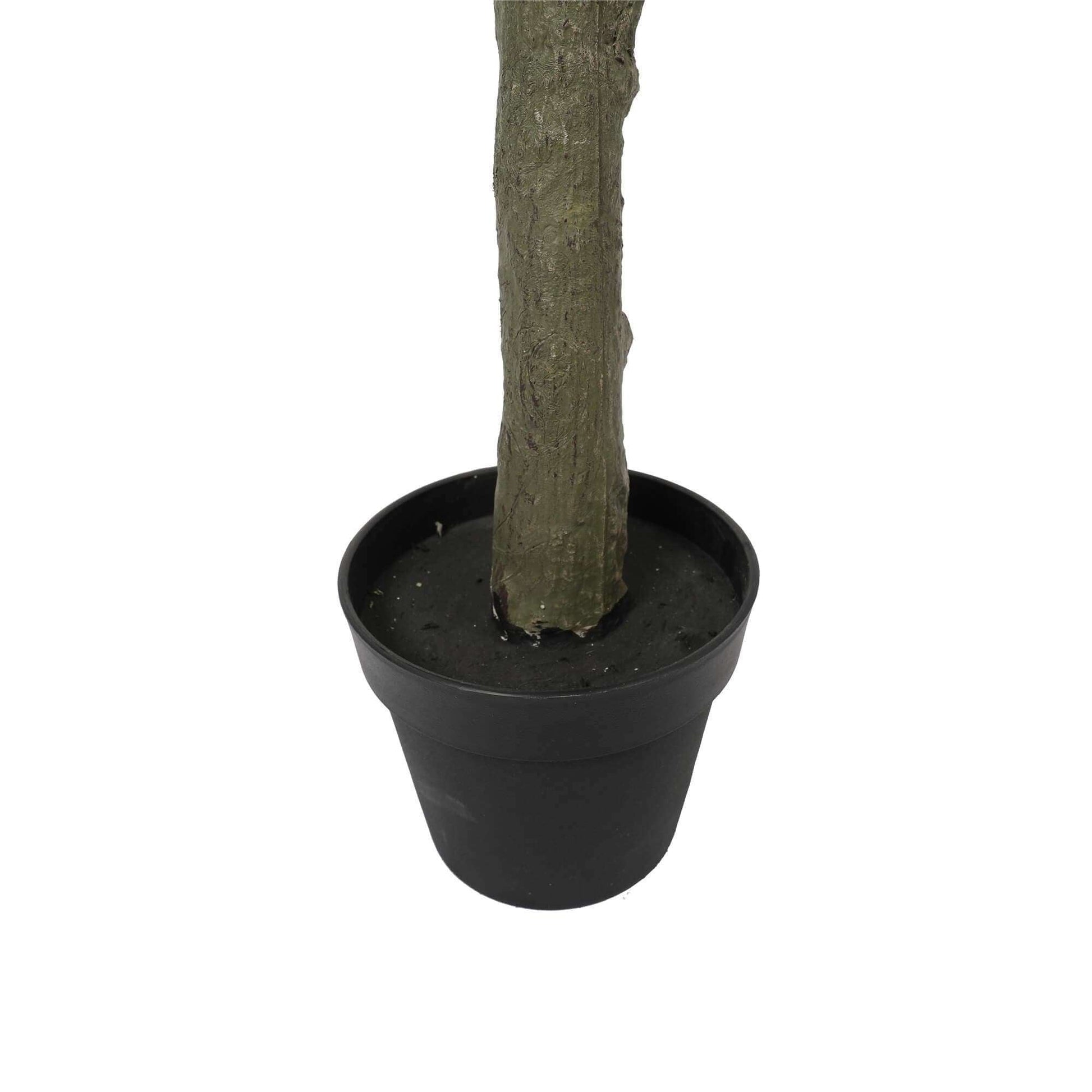 a close up on the plastic pot holding the tree