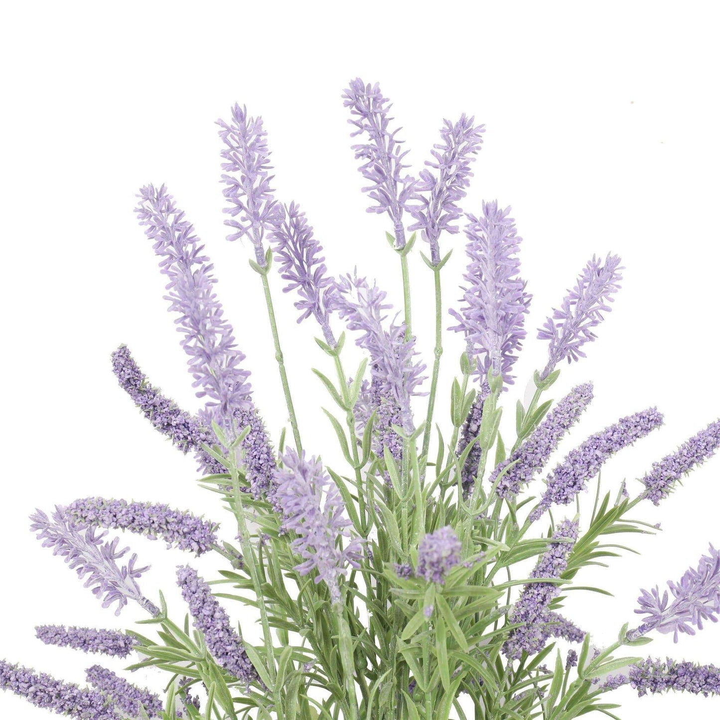 a close up on lavender branches
