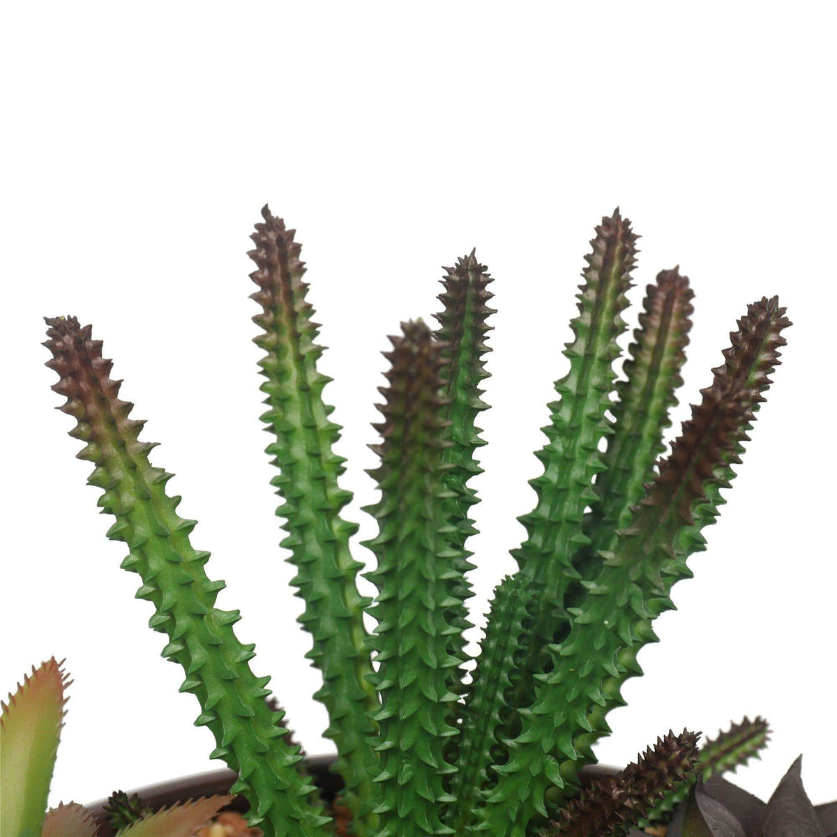 a close up on a succulent