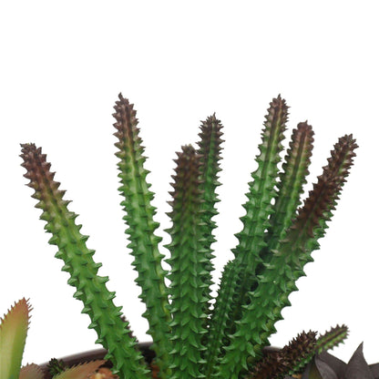 a close up on a succulent