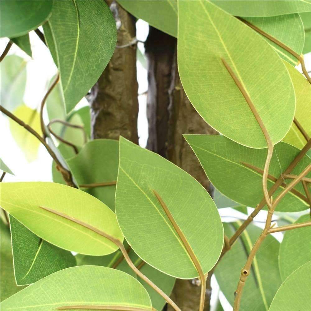 a zoomed in view on ficus leaves