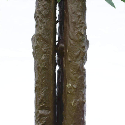 a close up on a ficus's trunks