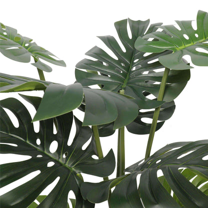 a close up on monstera leaves
