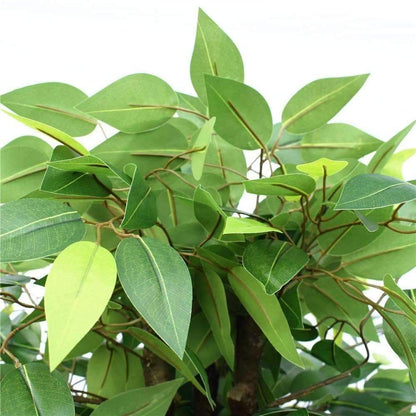 a close up on ficus leaves