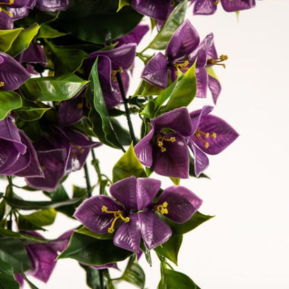 a close up on purple flowers