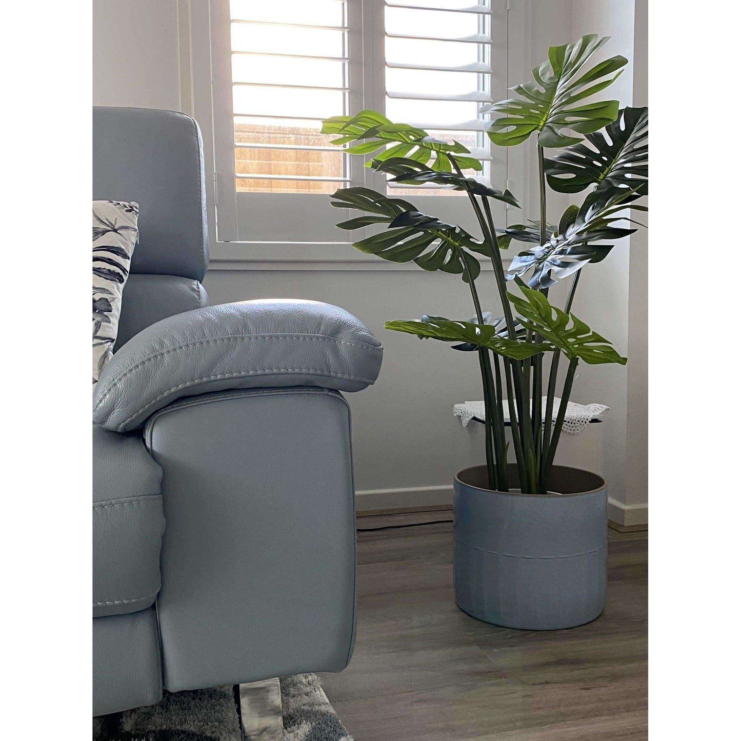 a monstera is showcased in a living space