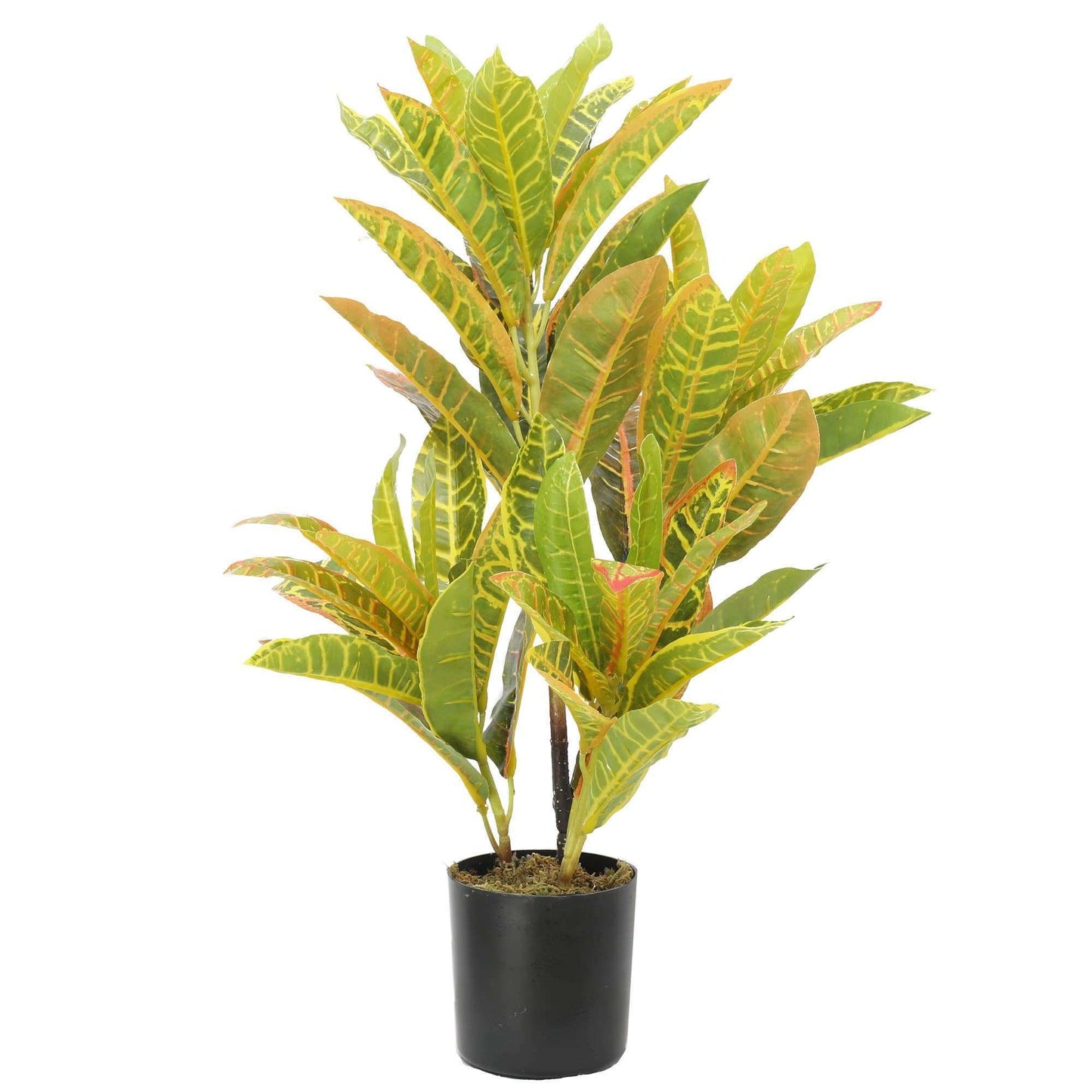 a potted zebra plant