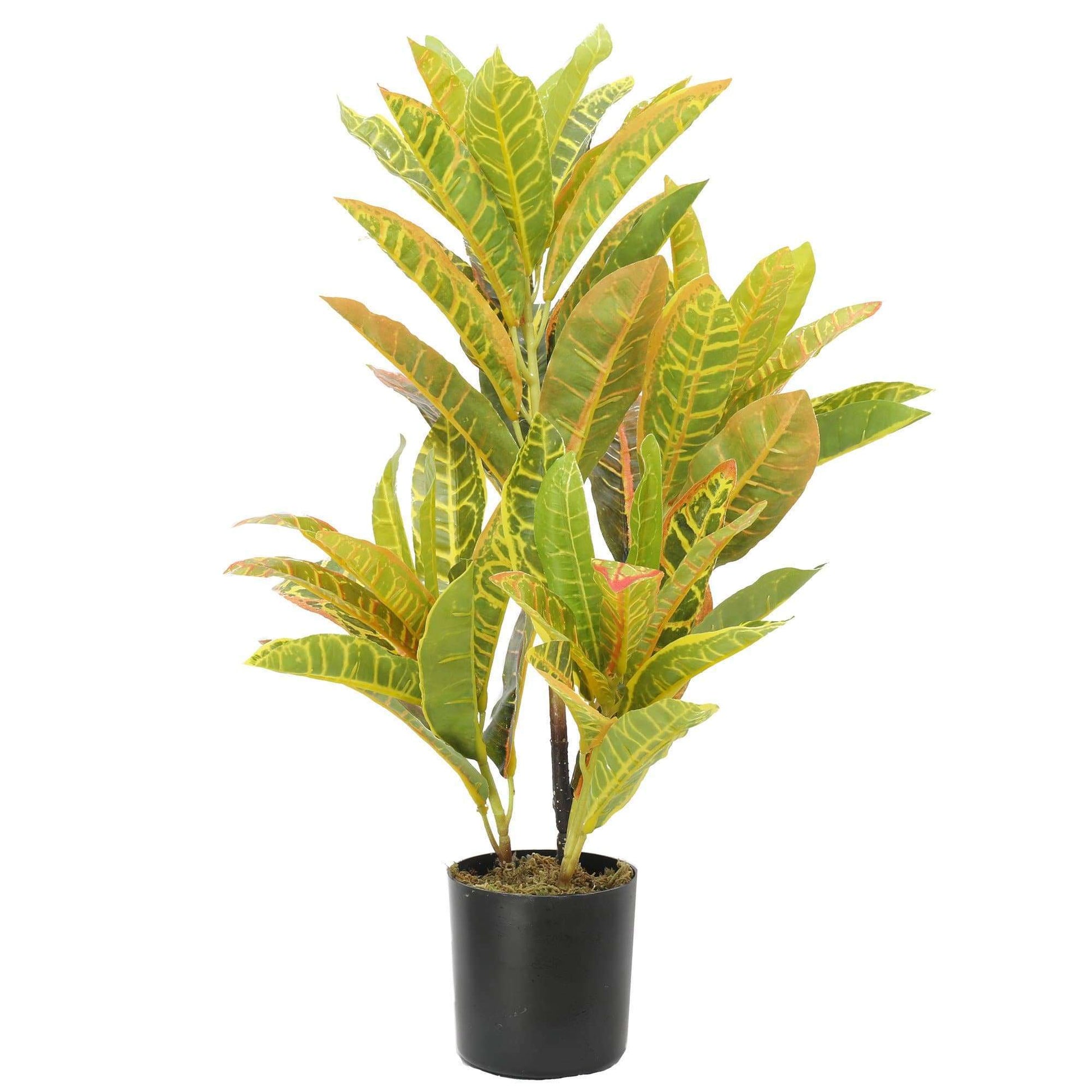 a potted zebra plant