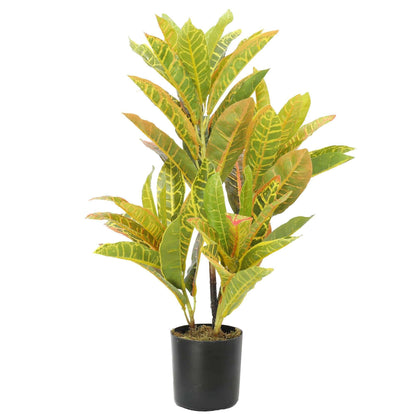 a potted zebra plant