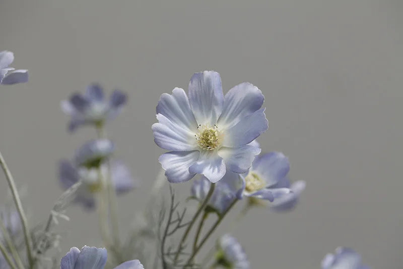 Silk Cosmos Stems - 24" L, Available in Assorted Colors