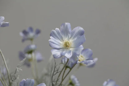 Silk Cosmos Stems - 24" L, Available in Assorted Colors