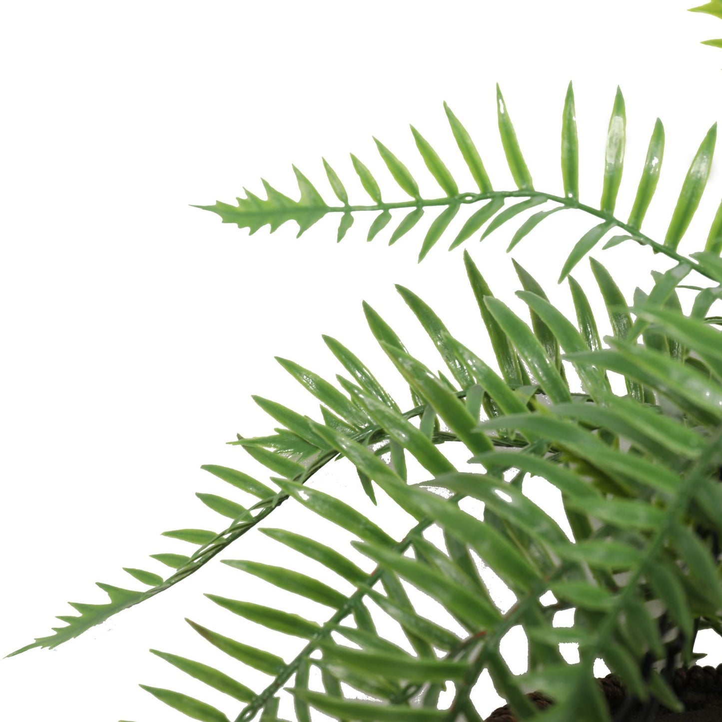 a close up on the fern leaves