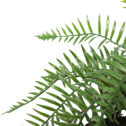 a close up on the fern leaves