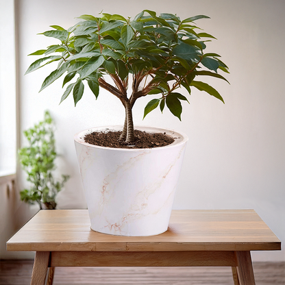 Large Plant Pot (Red & White) - 9.8" W for Larger Sized Plants