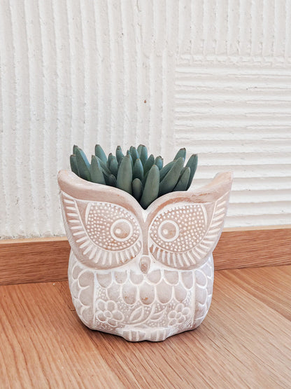 Terracotta Plant Pot (Owl Theme) - 5" W, Handmade, Includes Drainage Hole